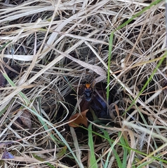Vespa velutina nigrithorax