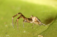 Uloborus
