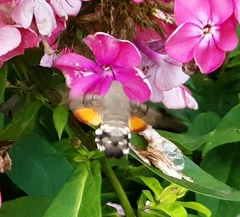 Macroglossum stellatarum