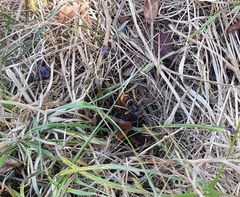 Vespa velutina nigrithorax