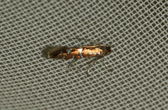 Phyllonorycter nigrescentella