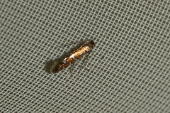 Phyllonorycter nigrescentella