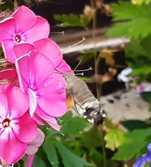 Macroglossum stellatarum
