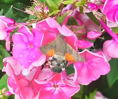 Macroglossum stellatarum