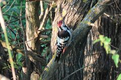 Dendrocopos leucotos