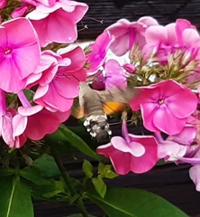 Macroglossum stellatarum