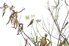 Hemithraupis flavicollis