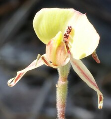 Caladenia roei