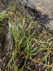 Zostera marina