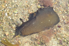 Aplysia punctata