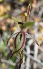 Caladenia roei