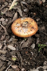Amanita xanthocephala