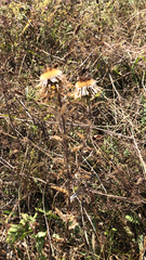 Carlina vulgaris