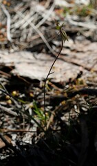 Caladenia roei