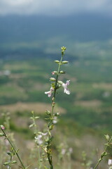 Stachys angustifolia