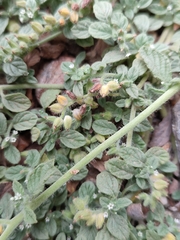 Heliotropium supinum