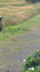 Sturnus vulgaris