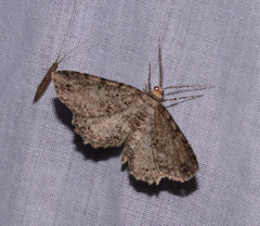 Melanolophia canadaria
