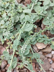 Heliotropium supinum