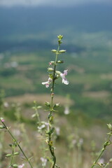 Stachys angustifolia