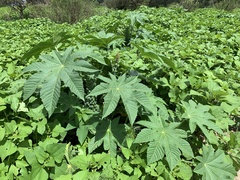 Ricinus communis
