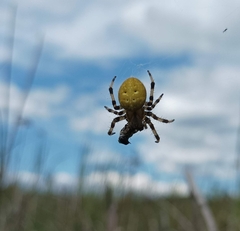 Araneus quadratus