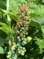 Ricinus communis