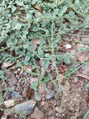 Heliotropium supinum