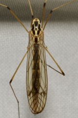 Nephrotoma