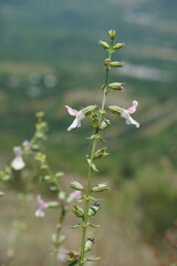 Stachys angustifolia