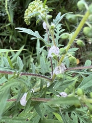 Zygogramma suturalis