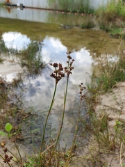 Juncus compressus