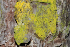 Trentepohlia
