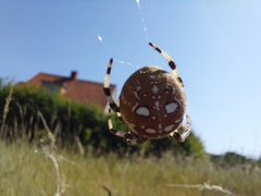 Araneus quadratus