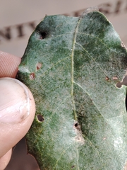 Dryomyia lichtensteinii