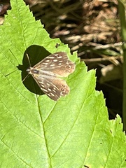 Pararge aegeria
