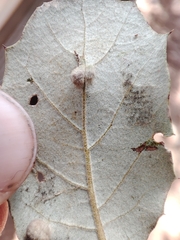 Dryomyia lichtensteinii