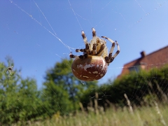 Araneus quadratus