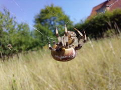 Araneus quadratus