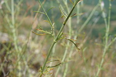 Stachys angustifolia