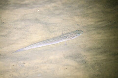 Channa striata