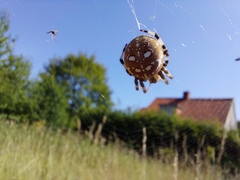Araneus quadratus