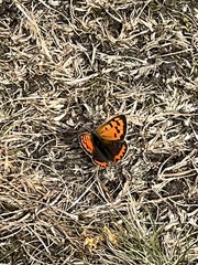 Lycaena phlaeas