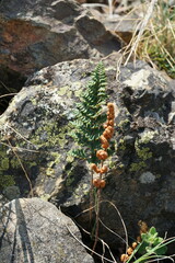 Paragymnopteris marantae