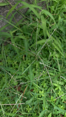 Digitaria sanguinalis