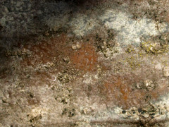 Trentepohlia umbrina