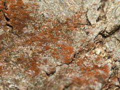 Trentepohlia umbrina