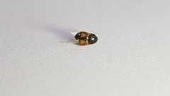 Carpophilus hemipterus