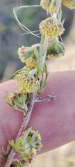 Artemisia macrantha