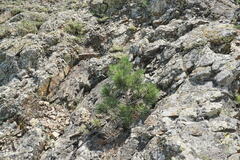 Pinus nigra pallasiana